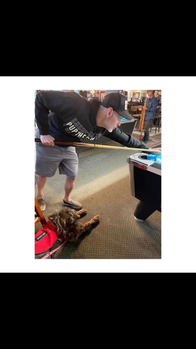 I got my ass handed to me in pool yesterday by @dolomizzie 
Good thing I had a #servicedog there to help me.
.
.
.
.
#poolshark #isuck #wiredhairedpointinggriffon