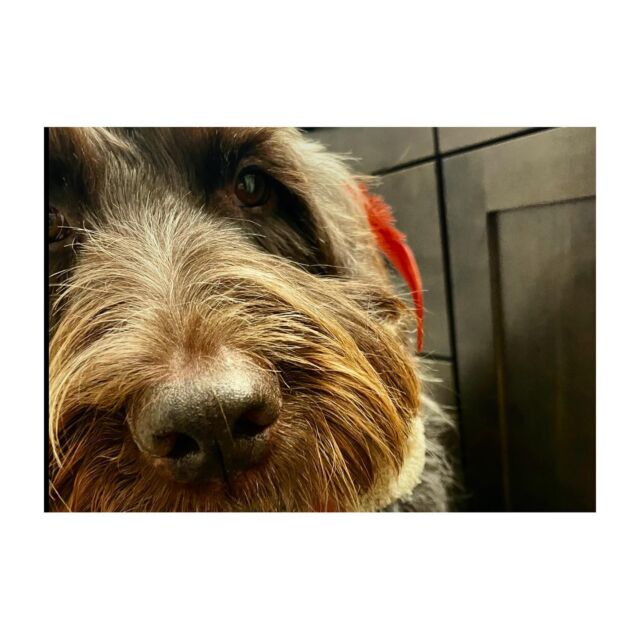 Anthropomorphism - the practices in which humans attribute human emotional and behavioral features to non-human animals and objects.
Yep, I am one of those.  I talk to him all day and tell him how much I love him.
Happy Adoption Day, Griz!
.
.
.
.
#anthropomorphism #talktoanimals #adopt #servicedog #dogs #wiredhairedpointinggriffon